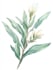 illustrate best botanical illustration