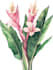 illustrate best botanical illustration