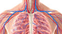 draw exercise, medical and anatomy illustrations