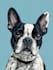 draw  pets portrait illustration in  style