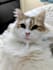 create charming and authentic content with my three cats