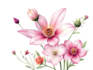 illustrate best botanical illustration