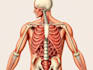 draw exercise, medical and anatomy illustrations