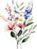 draw a botanical illustration