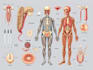 draw detailed medical illustrations
