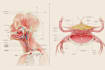 create anatomy, medical, and scientific illustrations