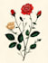 illustrate best botanical illustration