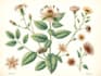 do botanical illustration with scientific focus