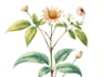 draw your botanical scientific illustration