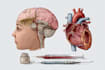 draw professional medical illustrations