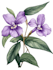 do a botanical illustration