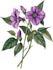 draw botanical watercolor clipart