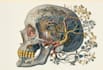 do medical and scientific illustrations