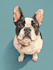 draw disney pet portrait illustration