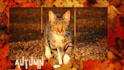 youtube thumbnail canva design