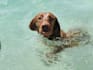 create fun aesthetic ugc videos for pet products