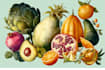 draw food, drink, fruit, vegetables illustration