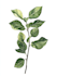 draw a realistic botanical illustration