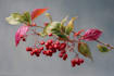make a botanical illustrations of flowers art