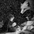 draw fairy tale illustrations for book stories
