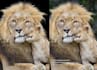 remove background from complex hair fur or trees