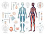 do medical and scientific illustrations