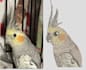 do embroidery digitizing into dst,pes,jef file in 1 hour