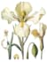 draw botanical and animal designs and patterns for you