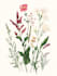 illustrate best botanical illustration