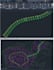 make road and infrastructure drawings using autocad civil3d