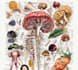 do medical and scientific illustrations