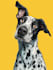 make a disney pets portrait illustration in disney style