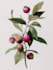 illustrate best botanical illustration