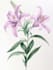 illustrate best botanical illustration