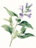 create a botanical illustration