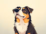 draw a cartoon animal for you