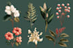 draw an unique botanical illustration