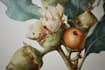 create amazing botanical illustration
