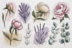 paint watercolor flowers and botanical illustrations