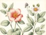 botanical illustration with scientific focus