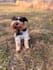 create pet ugc videos