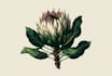 do botanical logo with full branding
