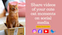 edit cute and emotional pet video