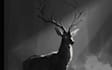 draw dark art animal illustration