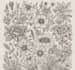 produce your botanical illustration or digital drawing