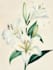 create amazing botanical art illustratio