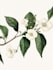 draw digital botanical illustrations
