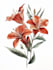 draw a botanical illustration