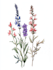 create a botanical illustration