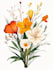 illustrate best botanical illustration